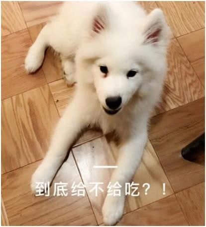 萨摩耶看似高大威猛，本质却是吃货附体，还是只很会撒娇的小狗狗