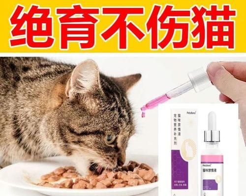 猫咪饮食搭配大全——为你的爱宠提供全面营养（猫咪饮食要点）