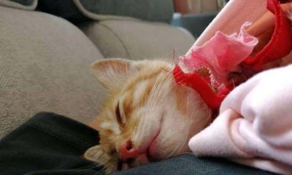 如何让宠物猫咪产奶更充足（催奶食谱大全）