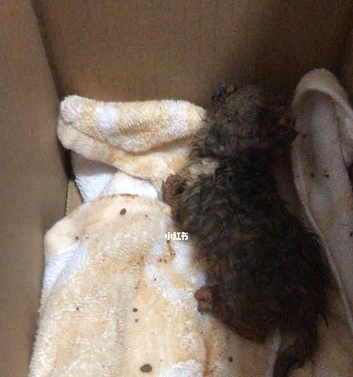 如何让宠物猫咪产奶更充足（催奶食谱大全）