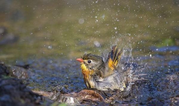 绣眼、麻雀、相思雀、珍珠鸟，四种娇小玲珑的宠物鸟