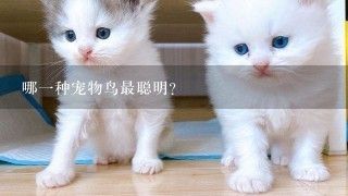 哪一种宠物鸟最聪明？