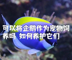 可以将企鹅作为宠物饲养吗？如何养护它们？