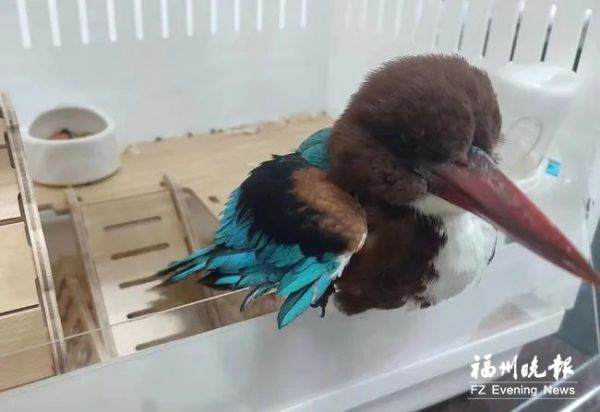 连江27只珍稀鸟类获救 救助珍稀野生动物可拨打110
