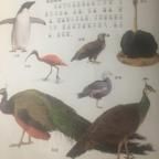 鸟类