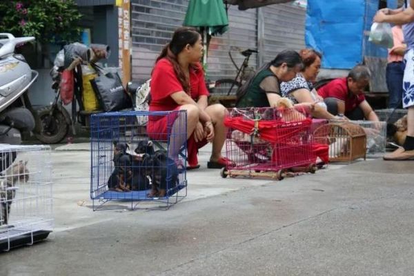 南充：新宠物市场划分4个功能区！