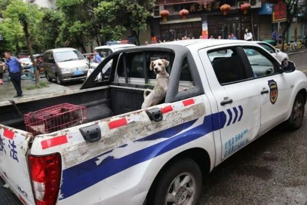 南充：新宠物市场划分4个功能区！