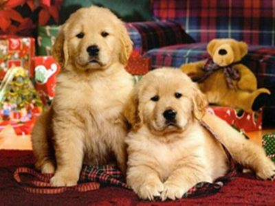 什么是金毛犬