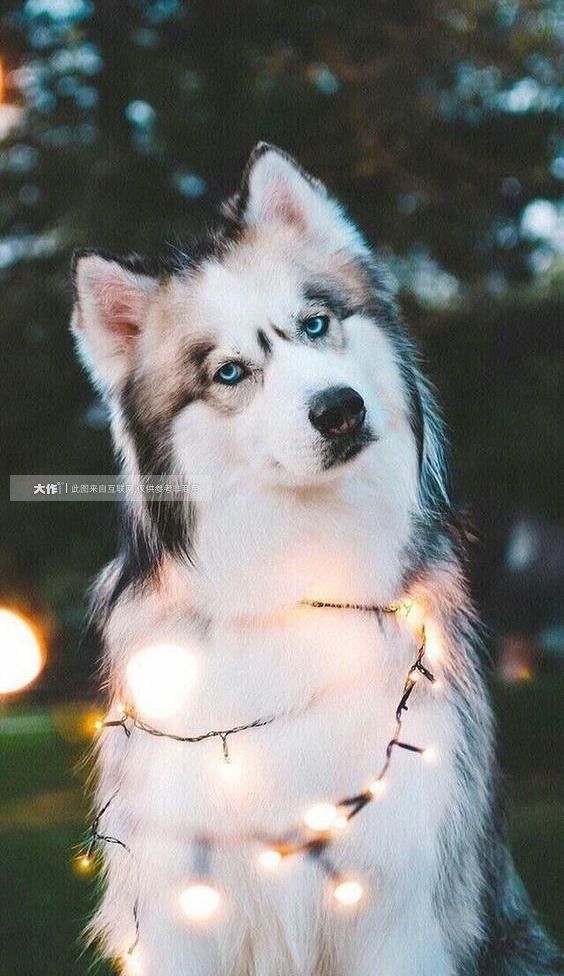 宠物摄影设计素材，宠物;小狗;动物;犬种;狗滑稽的;狗摄影，拳师犬;狗的东西;犬训练;狗模因;狗和小-高清免费商用摄影插画图片素材、设计案例
