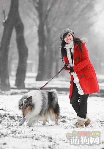 长毛犬要有适时的户外运动