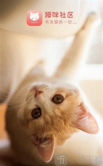 猫咪社区最新版