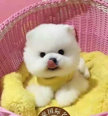 创意十足的博美小狗名字（以宠物为主的名字设计）