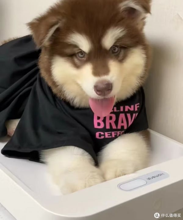 狗狗的超值生活：宠物的魅力与价值