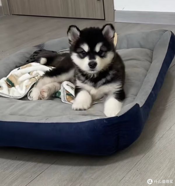 狗狗的超值生活：宠物的魅力与价值