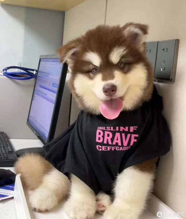 狗狗的超值生活：宠物的魅力与价值