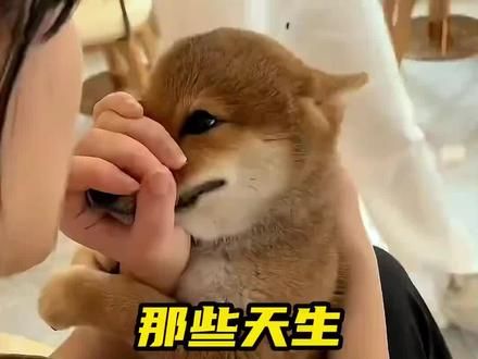 那些倔强的狗子#狗狗 #小狗狗能有什么坏心思 #狗狗日常