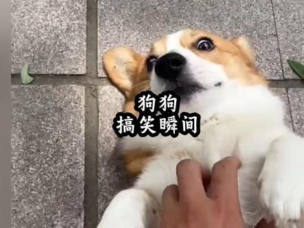 狗狗的执行力……#萌宠出道计划 #萌宠日常记录 #铲屎官的乐趣 #不养狗不知道养狗的乐趣 #如果小狗能说话