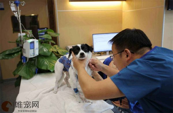 宠物医院收费价格表