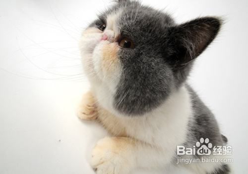 怎么纠正猫咪的异常行为？