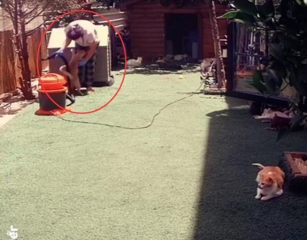 女子打扫猫咪收容所，见她又热又累
