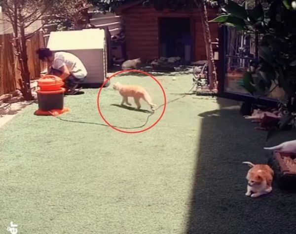 女子打扫猫咪收容所，见她又热又累