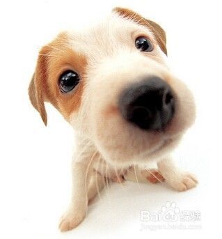 怎么样自己的狗狗适应心得环境