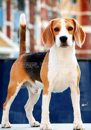 比格犬