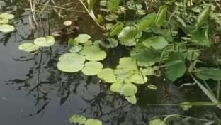 鸭妈妈和她的孩子们在湖中玩的多么开心啊，让我们看到了一幅多么温馨美好的世界。