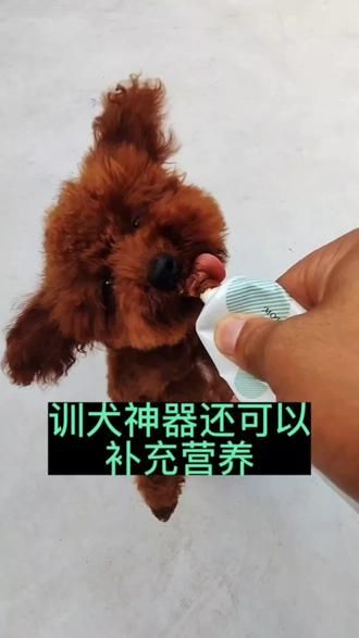 宠物营养膏是浓缩的营养，既补充营养又可以当做训犬时的奖励#新手养狗 #幼犬 #训犬 #萌宠 #毛孩子 