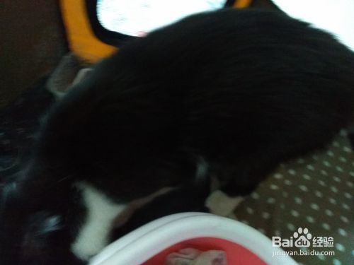 猫咪脱肛的治疗和护理方法
