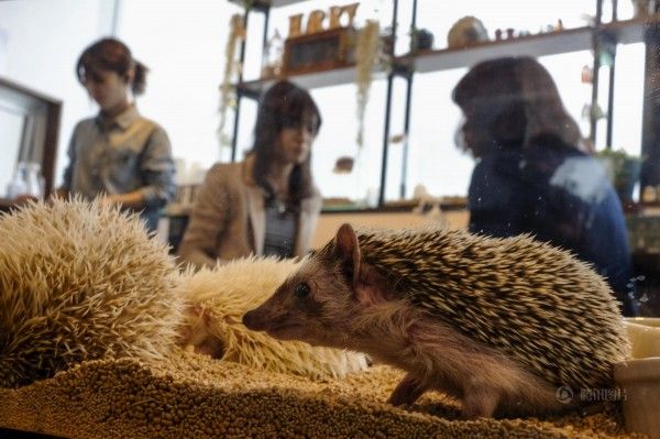 日本刺猬主题餐厅开业 女生排队与萌宠亲密