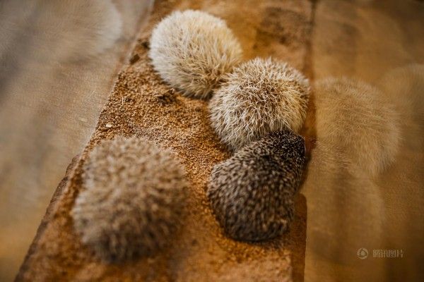 日本刺猬主题餐厅开业 女生排队与萌宠亲密