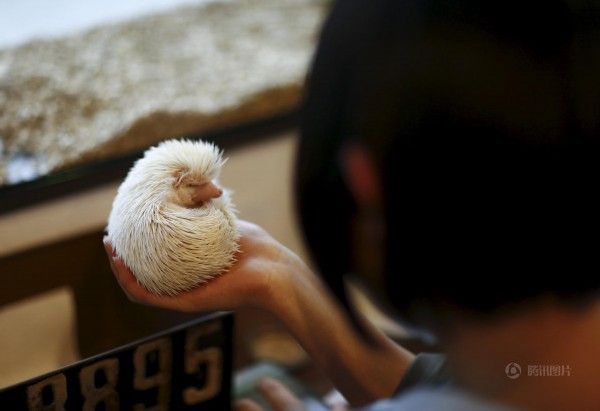 日本刺猬主题餐厅开业 女生排队与萌宠亲密