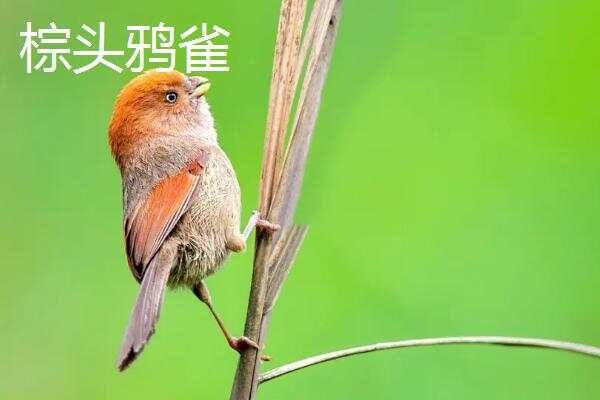 哪些鸟蛋呈绿色，八哥和画眉鸟会产绿色蛋