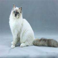 DollGarden布偶猫舍加盟