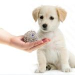 狗砂强效吸水颗粒狗沙室内除臭大便尿沙无尘结团消暑中小型犬通用