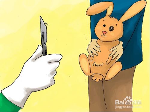 如何教会兔子使用兔砂