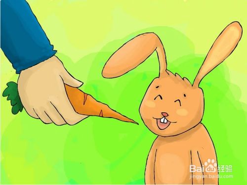 如何教会兔子使用兔砂