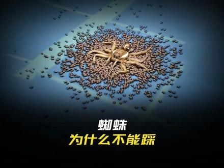 为什么不能踩蜘蛛？ 如果被黑寡妇蜘蛛咬到会发生什么？蜘蛛的丝线居然比钢铁还强。#科普一下 #蜘蛛