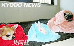 日本鹿儿岛县动物医院开发宠物专用桑拿(图)