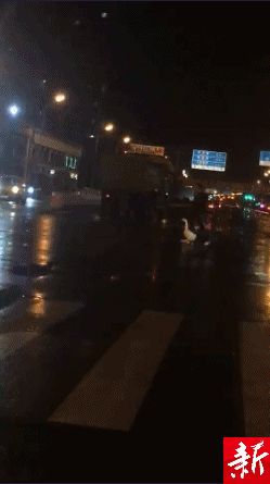 现在流行遛大鹅？网友：一只鹅的战斗力=两只狗…