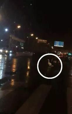 现在流行遛大鹅？网友：一只鹅的战斗力=两只狗…