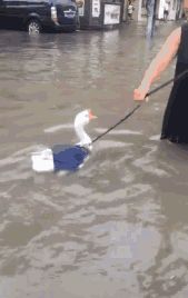 现在流行遛大鹅？网友：一只鹅的战斗力=两只狗…