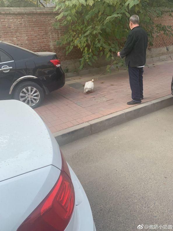 现在流行遛大鹅？网友：一只鹅的战斗力=两只狗…