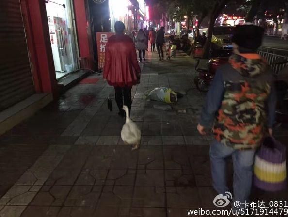 现在流行遛大鹅？网友：一只鹅的战斗力=两只狗…