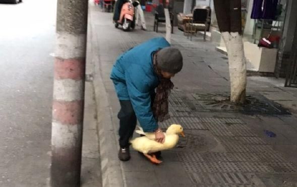 现在流行遛大鹅？网友：一只鹅的战斗力=两只狗…