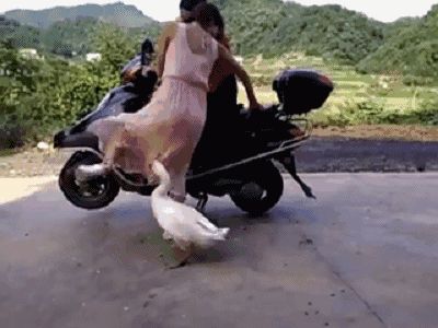 现在流行遛大鹅？网友：一只鹅的战斗力=两只狗…