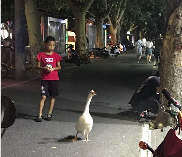 现在流行遛大鹅？网友：一只鹅的战斗力=两只狗…