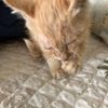 地下车库里流浪的小橘猫