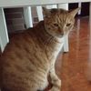 橘猫弟弟送养,已绝育,送猫粮猫砂